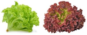 Lollo bionda & lollo rosso: Zdrave salate prijatnog ukusa